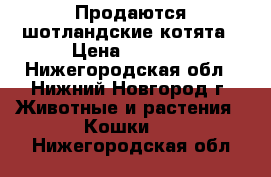 Продаются шотландские котята › Цена ­ 2 500 - Нижегородская обл., Нижний Новгород г. Животные и растения » Кошки   . Нижегородская обл.